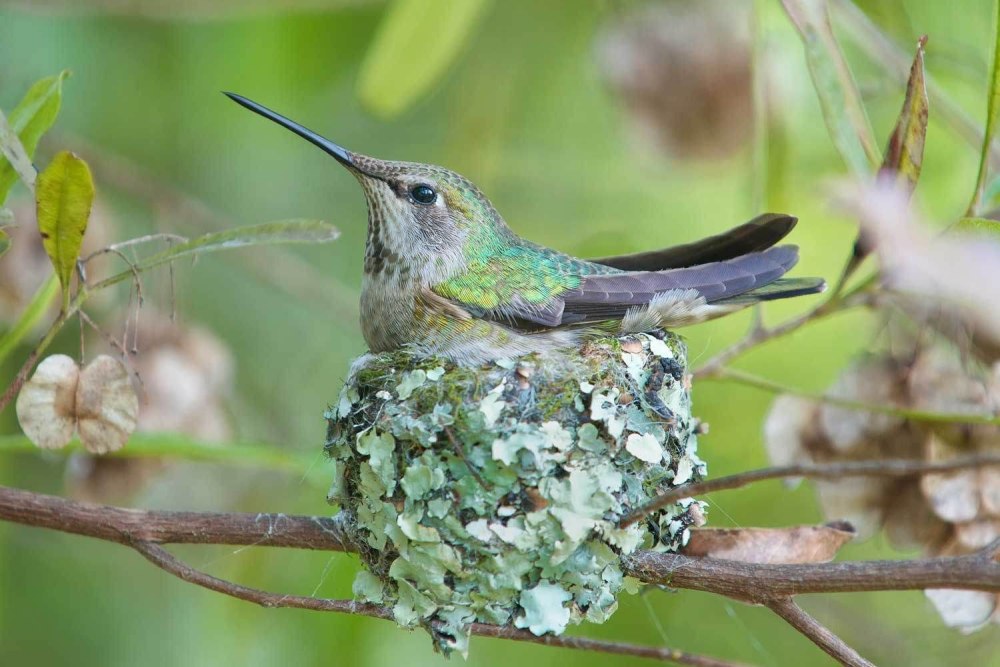 Семейство Колибри (trochilidae)