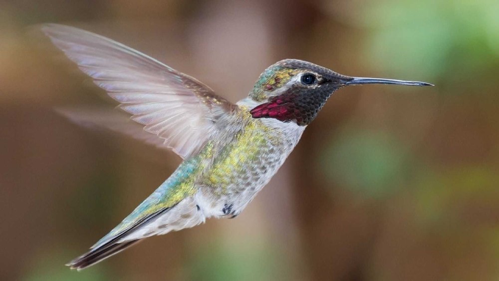 Колибри trochilidae