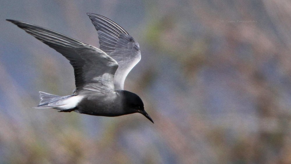 Черная крачка (Chlidonias Niger)