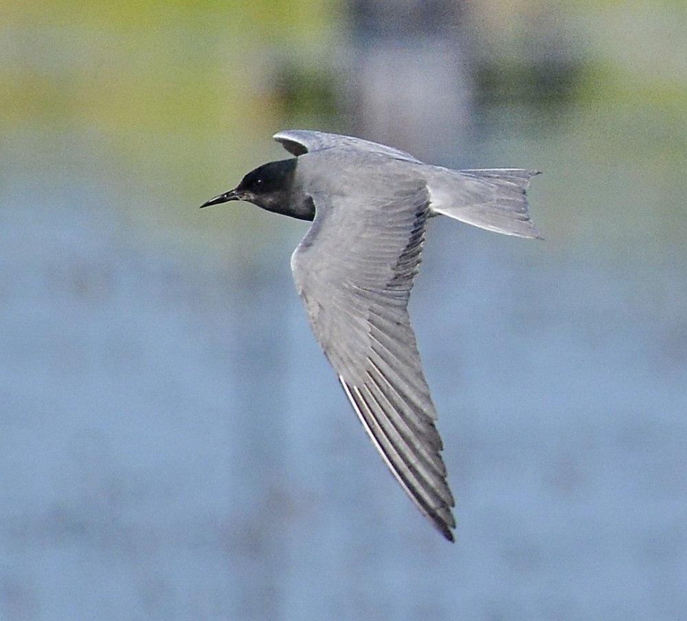 Черная крачка (Chlidonias nigra)