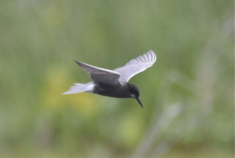 Черная крачка (Chlidonias Niger)