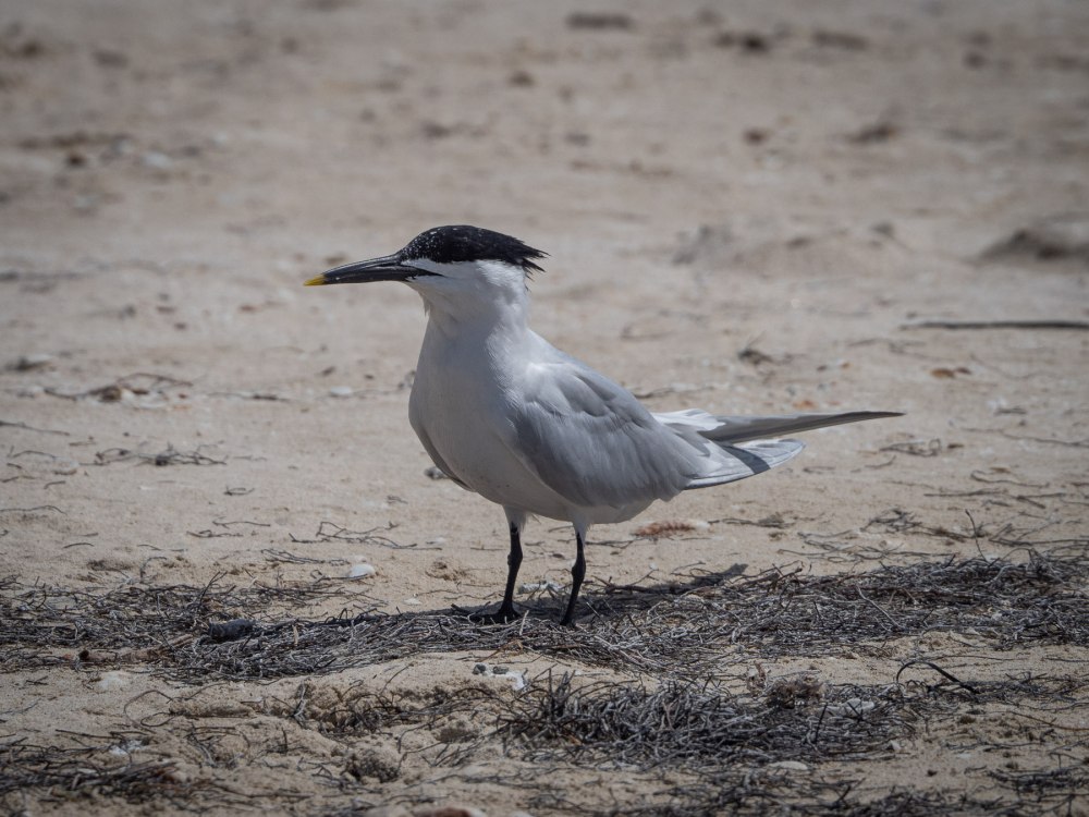Thalasseus sandvicensis