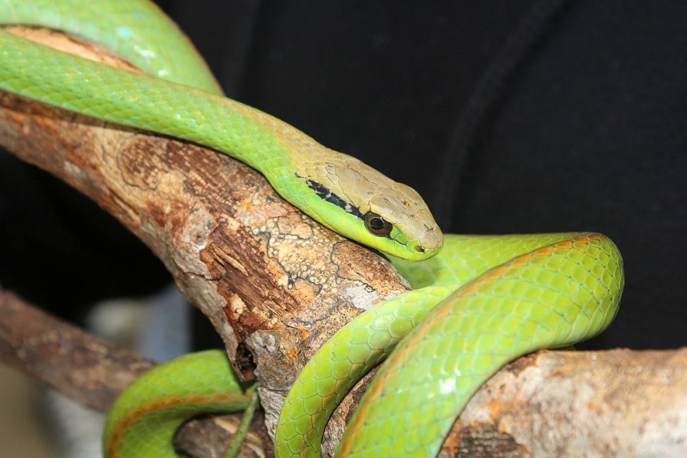 Philodryas olfersii