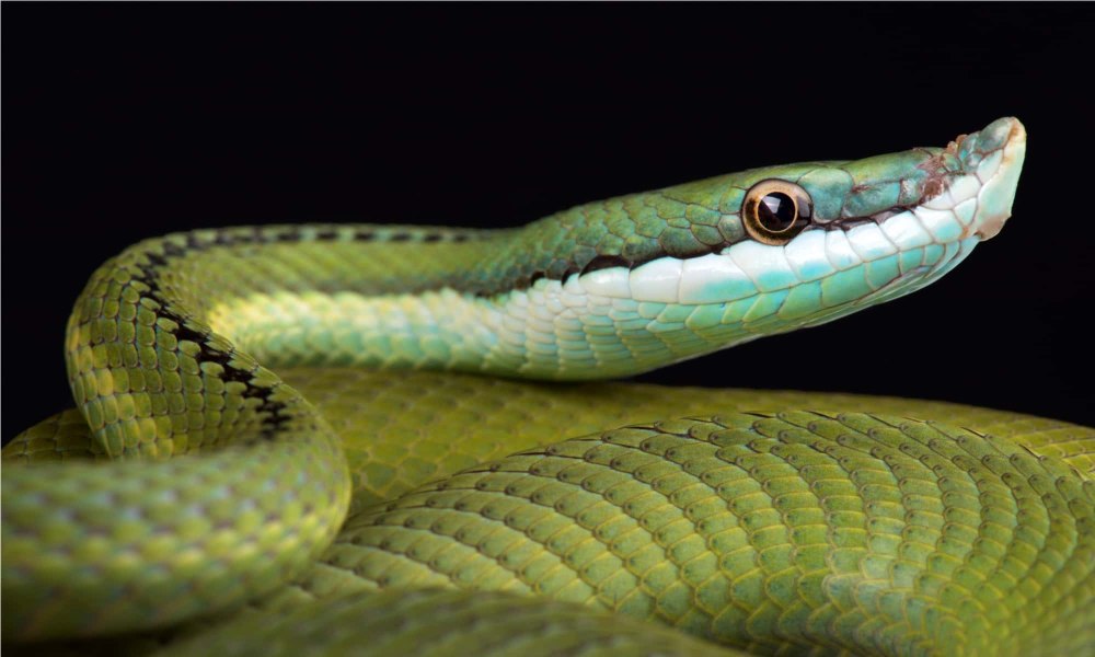 Fanged Snake
