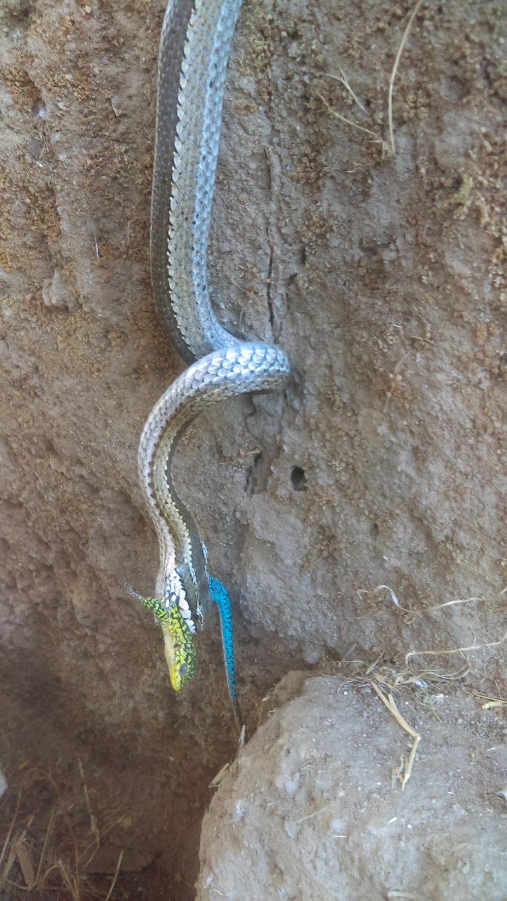 Philodryas chamissonis