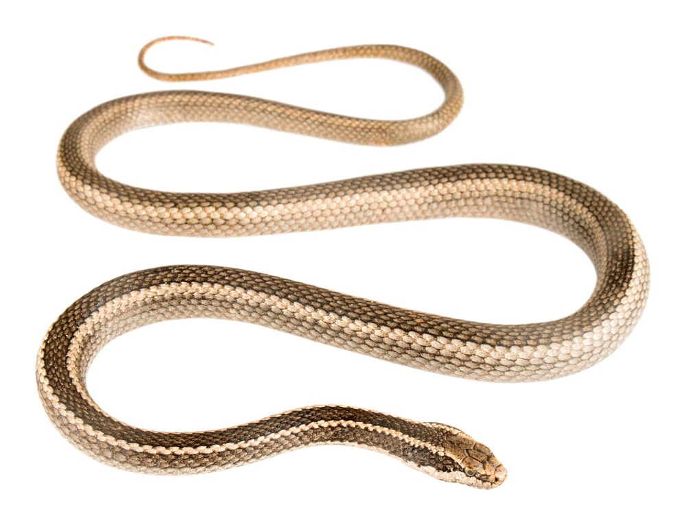 Philodryas chamissonis