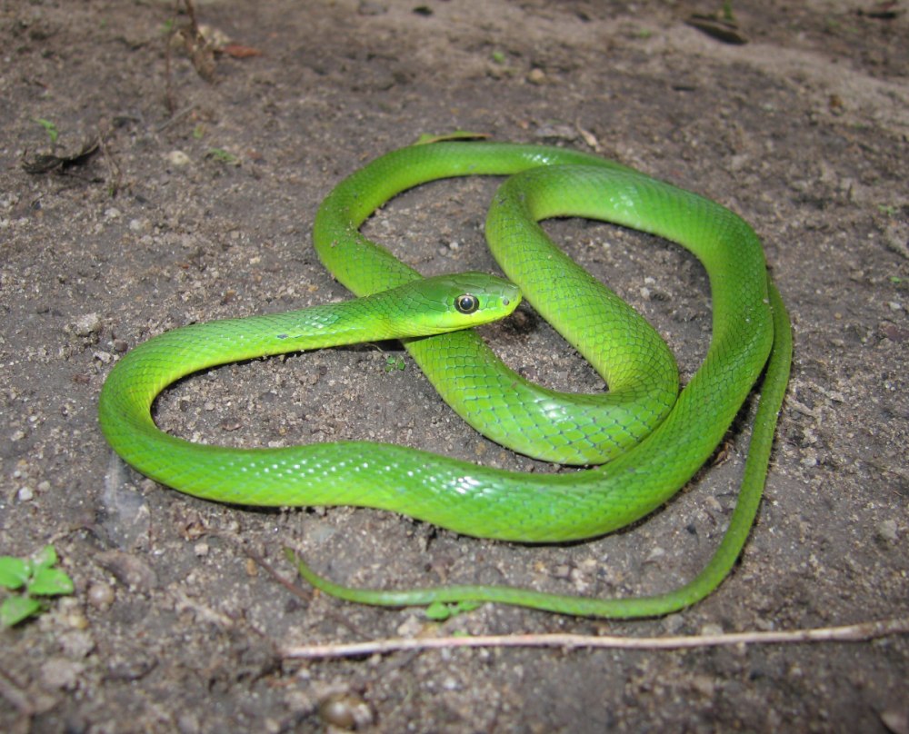 Philodryas olfersii