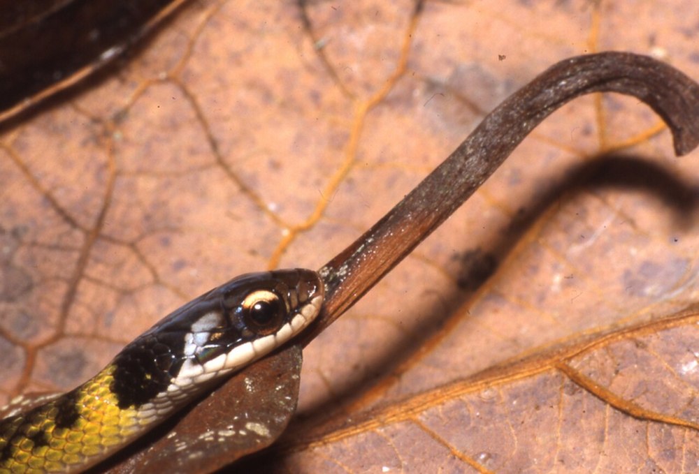 Liophis Epinephelus