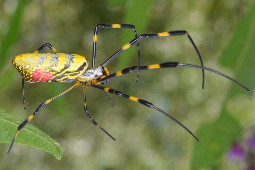Йоро (trichonephila clavata)