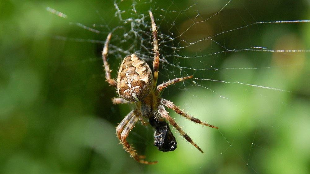 Ostearius melanopygius паук
