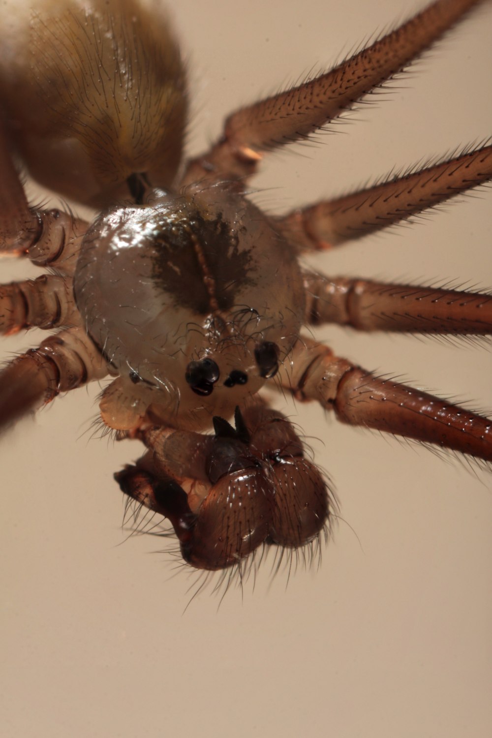 Сенокосцы пауки Pholcus phalangioides