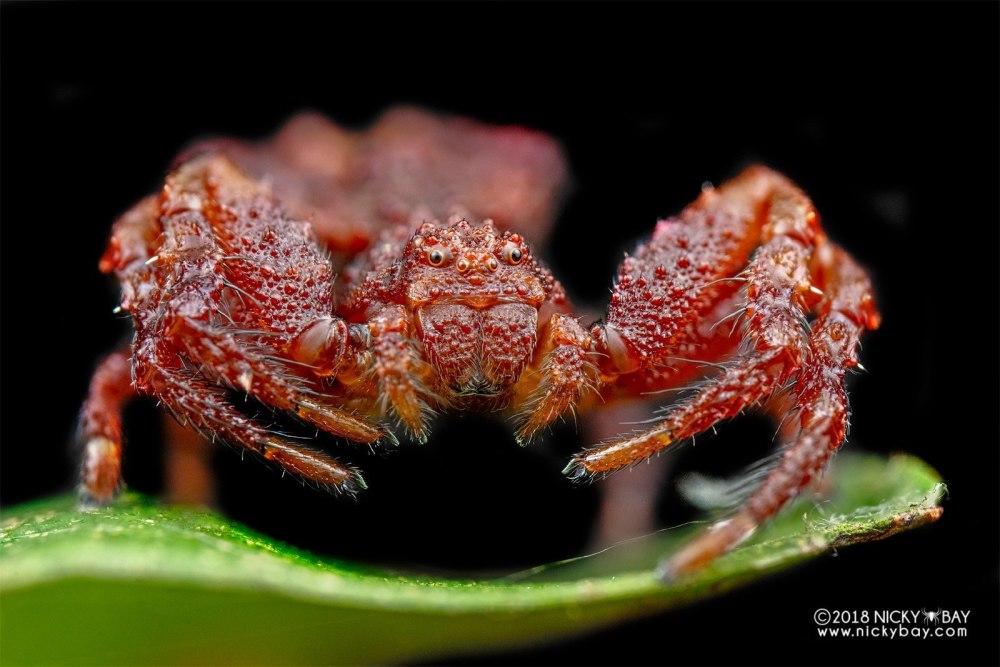 Crab Spider паук