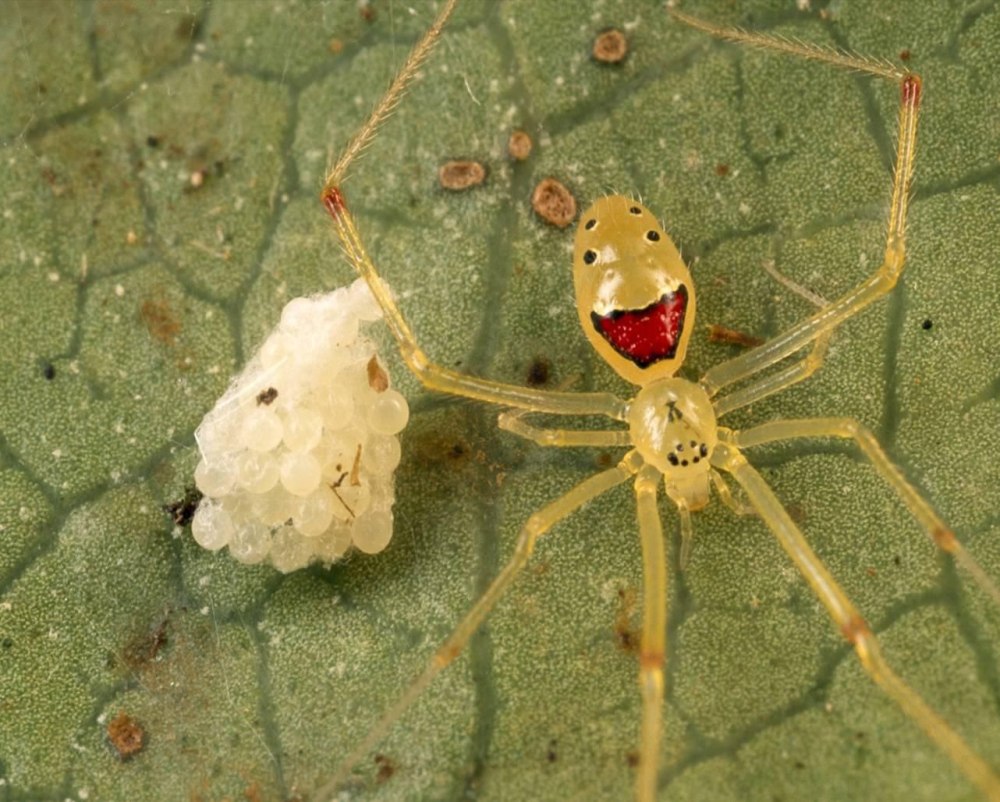 Theridion grallator