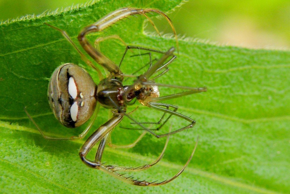 Phrynarachne tuberculata