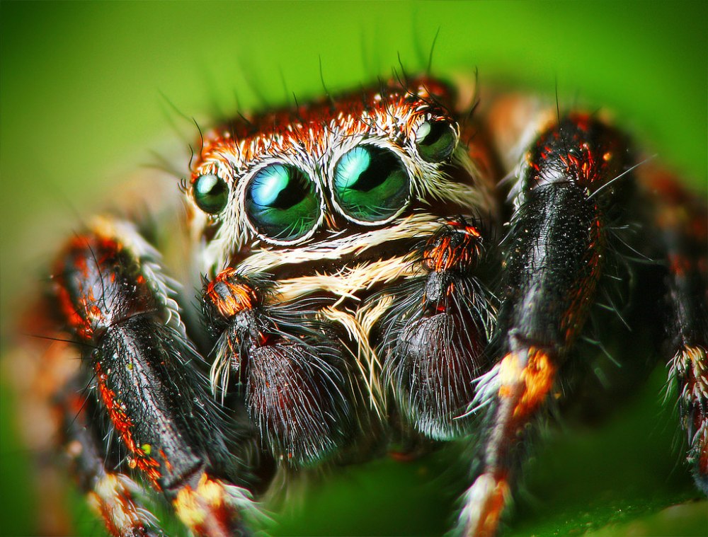 Evarcha culicivora