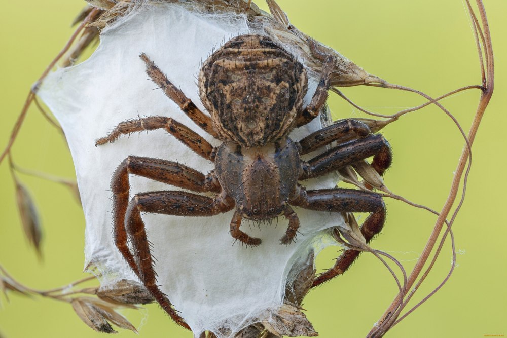 Паукообразные Arachnida