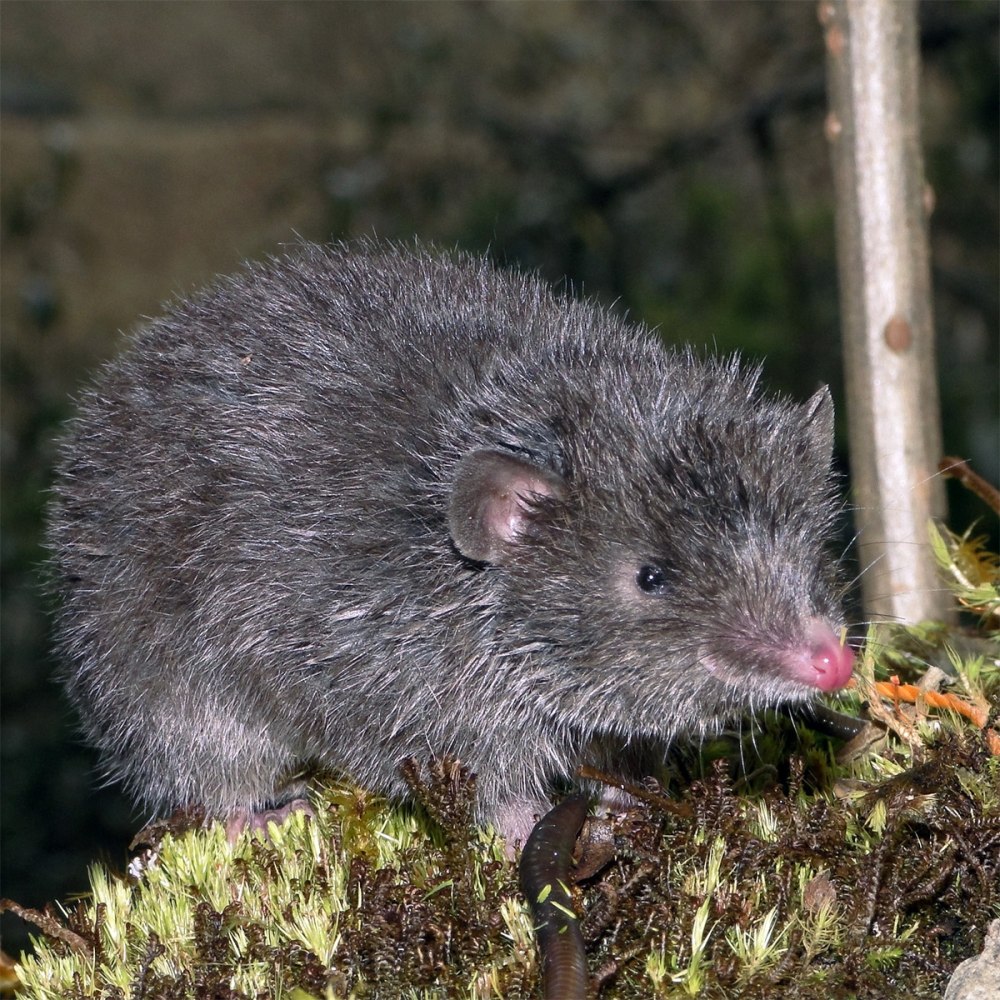 Отряд ценолесты (Paucituberculata)
