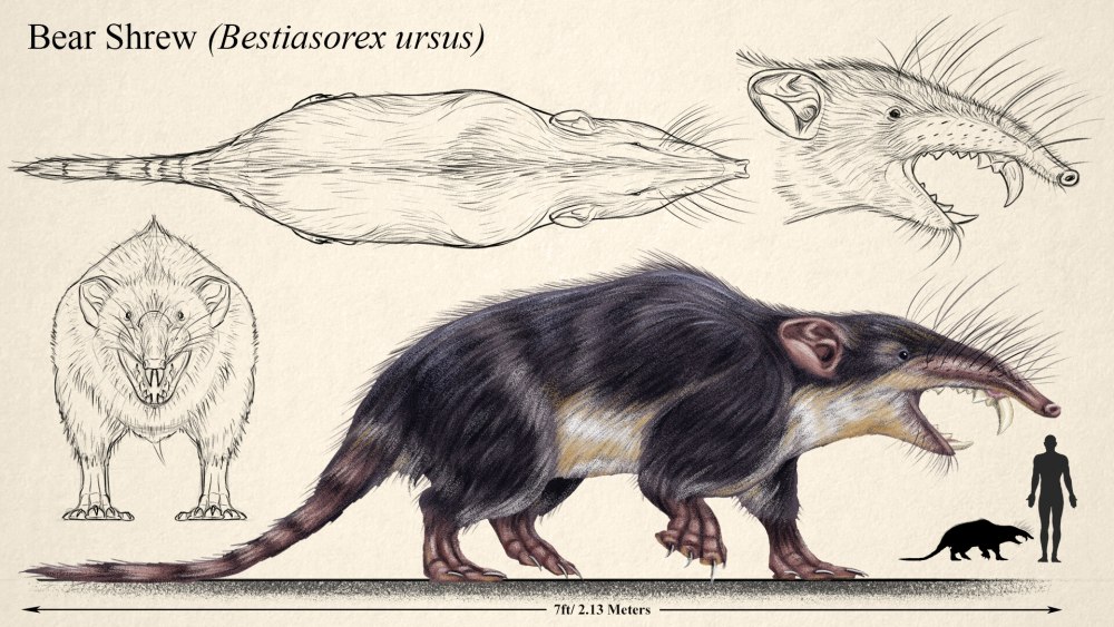 Shrew furry