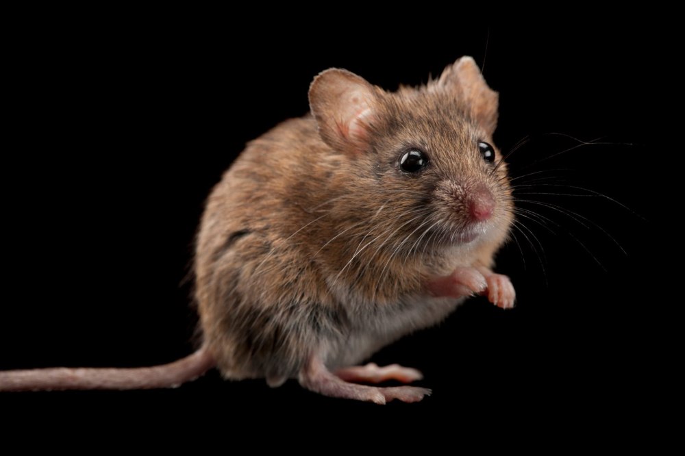 Reithrodontomys Bakeri
