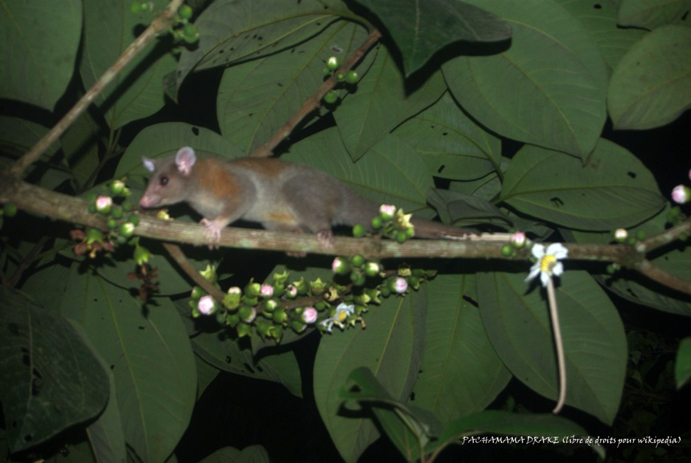 Caluromys lanatus