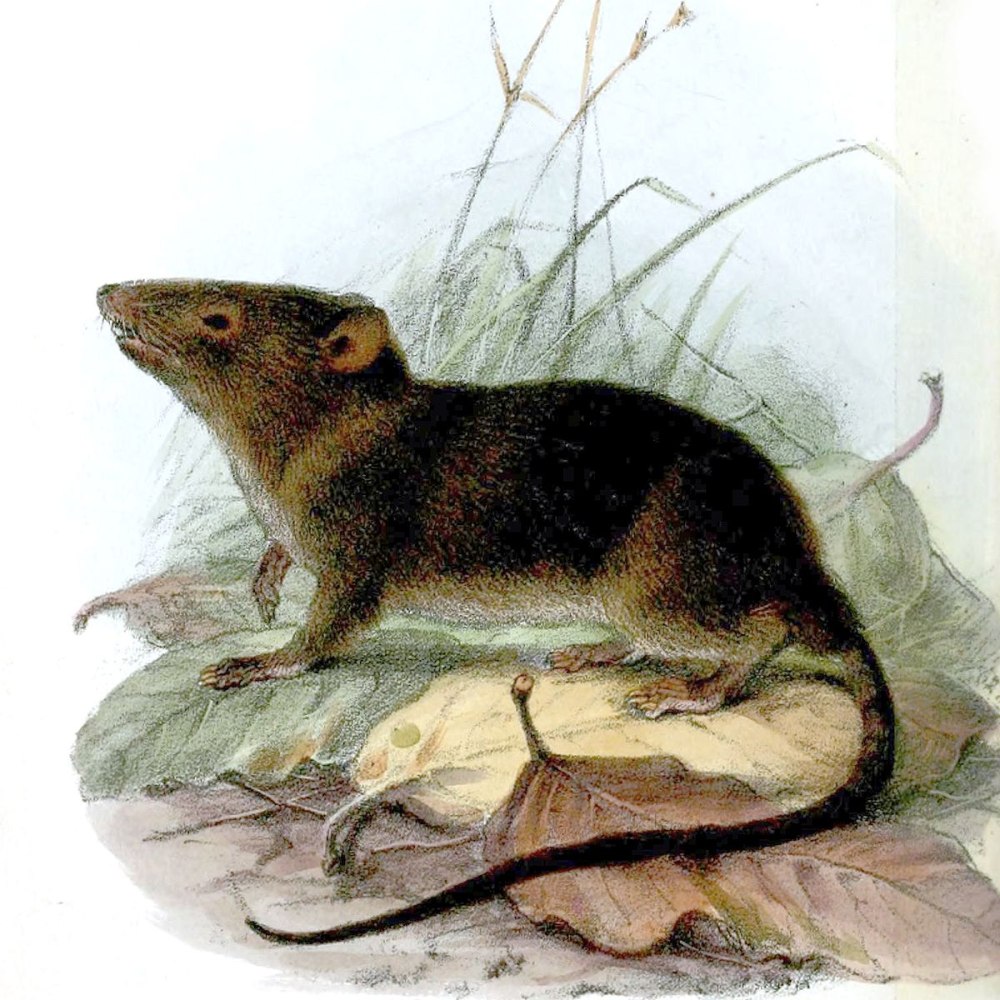 Отряд ценолесты (Paucituberculata)