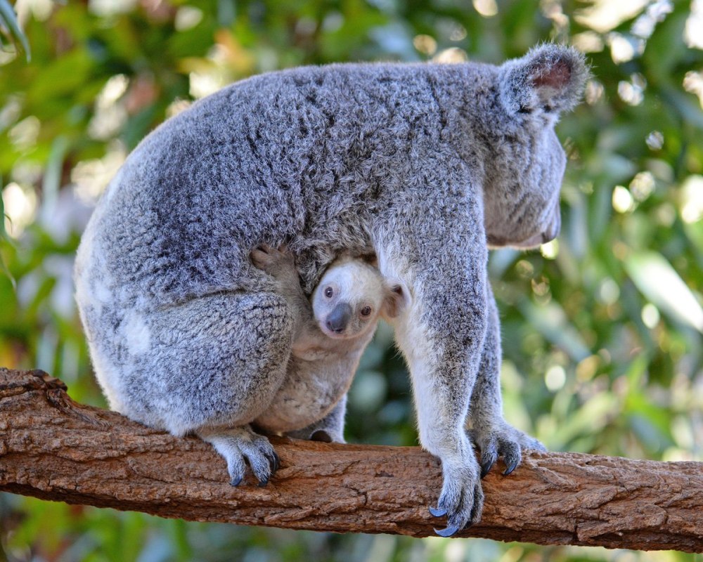 Коала сумчатое