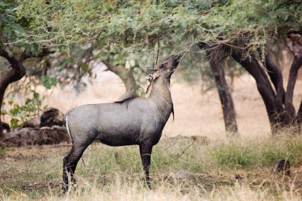 Boselaphus tragocamelus