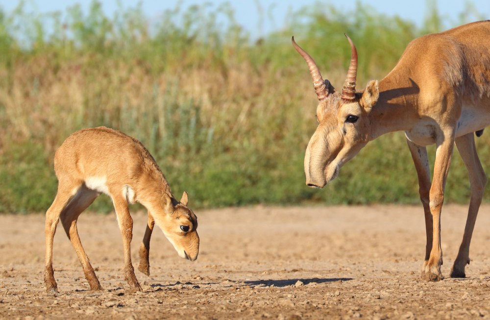 Сайгак Saiga tatarica