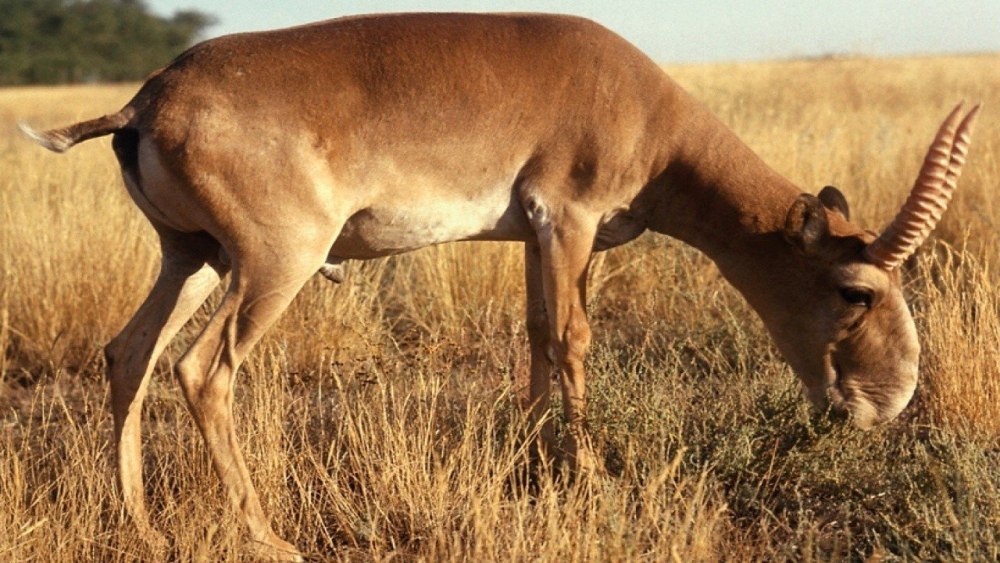 Сайгак Saiga tatarica