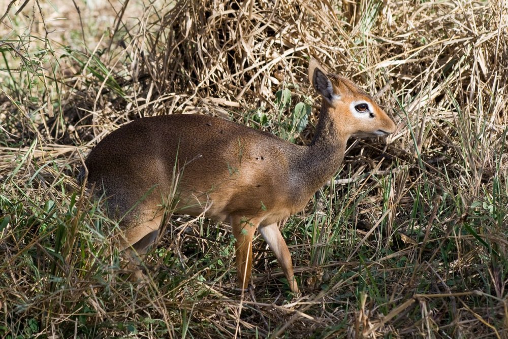 Madoqua kirkii