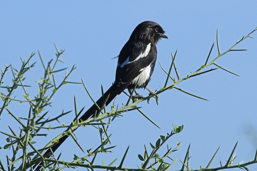 Magpie Shrike