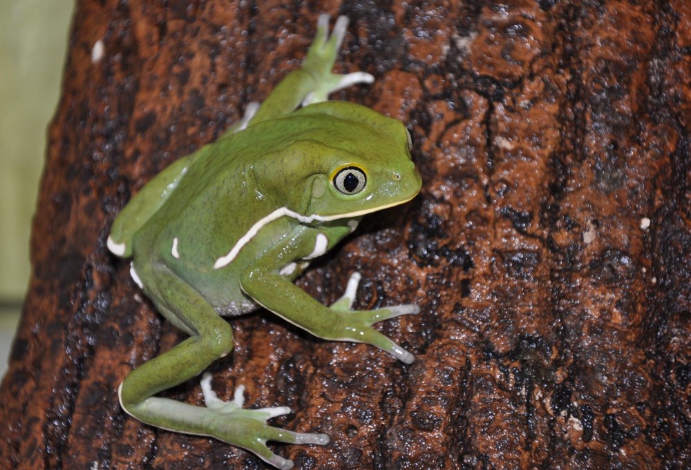 Phyllomedusa sauvagii