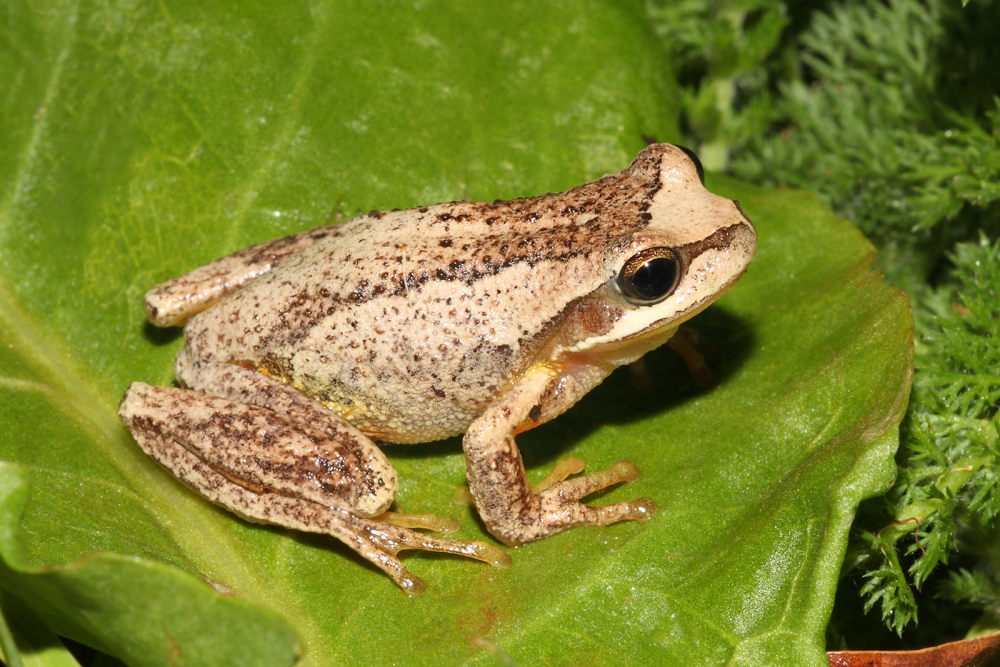 Brown Frog