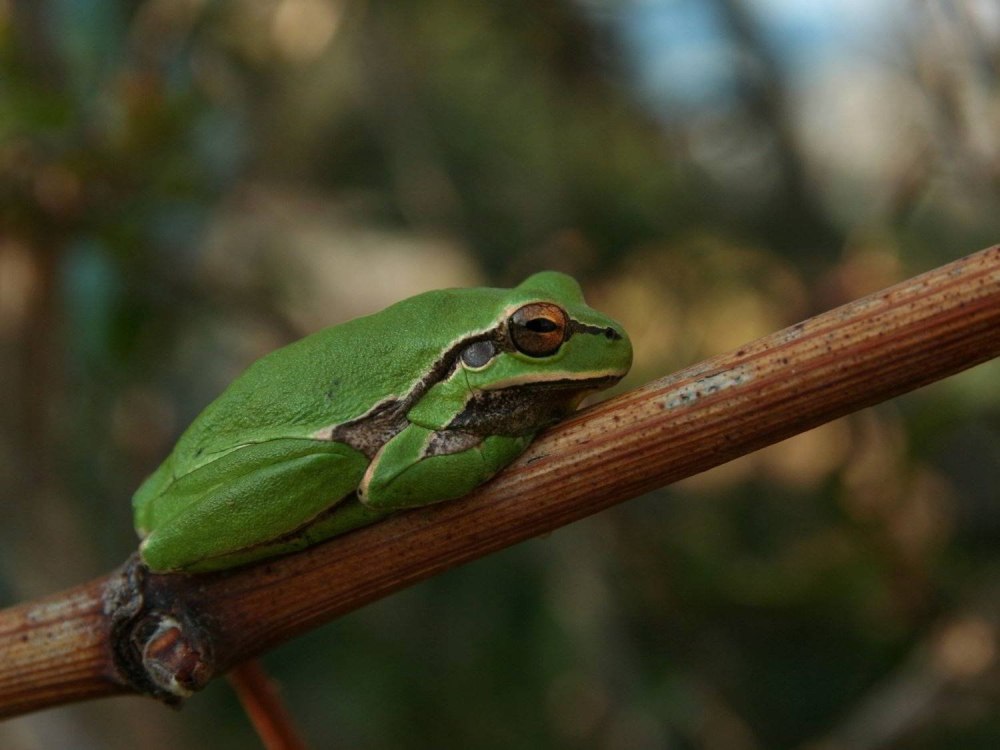 Hyla savignyi