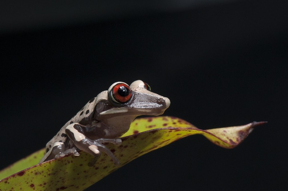 Aparasphenodon brunoi