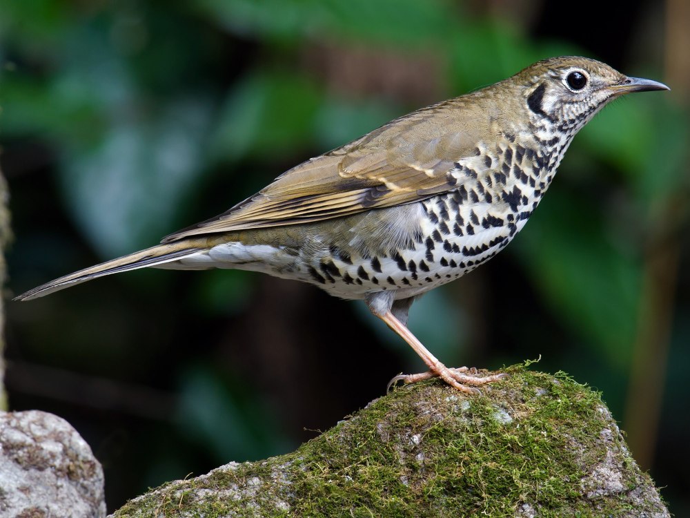 Zoothera terrestris