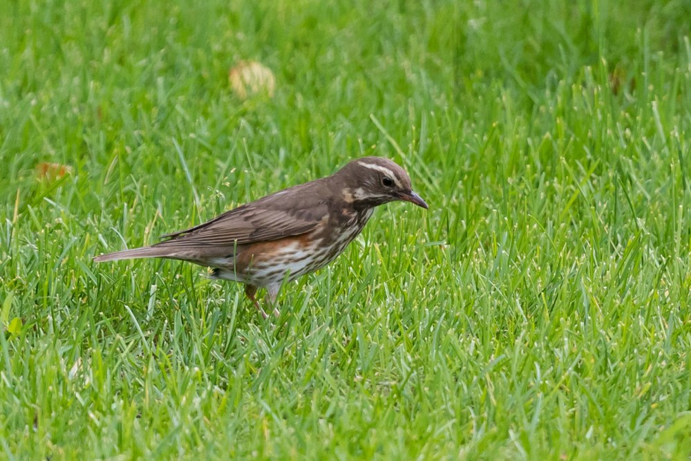 Turdus iliacus