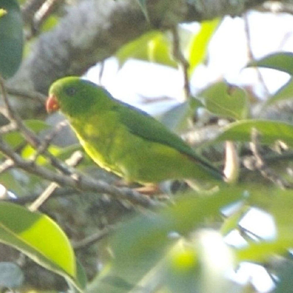 Loriculus pusillus