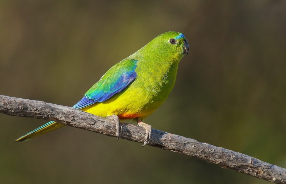 Orange-bellied Parrot