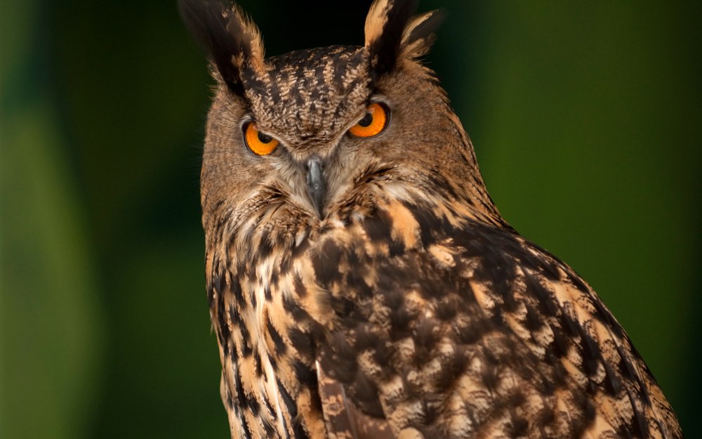Филин (Bubo Bubo Linnaeus, 1758)