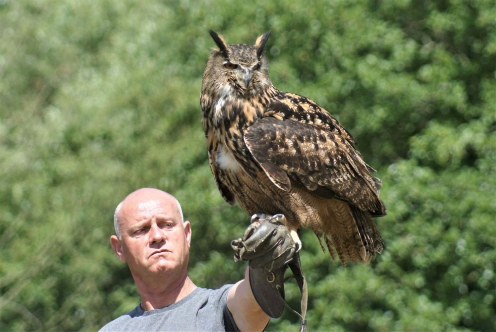 Филин (the Owl) 1991