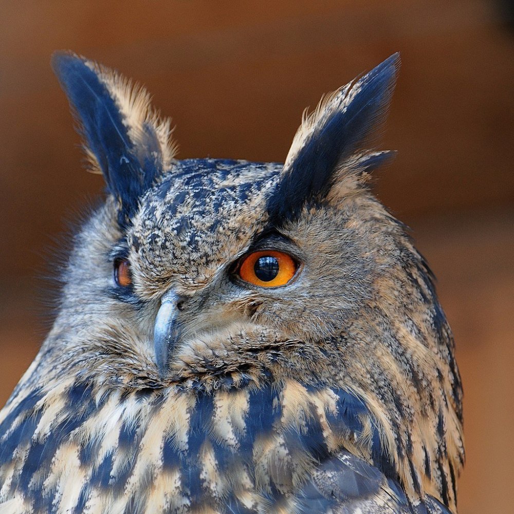Королевский Филин