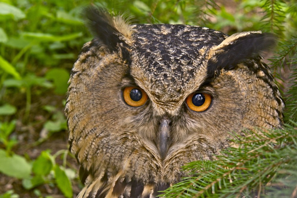 Филин Bubo Bubo