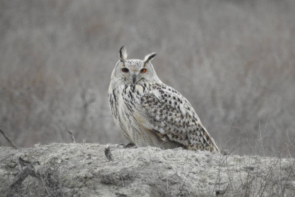 Bubo Bubo (Linnaeus, 1758)