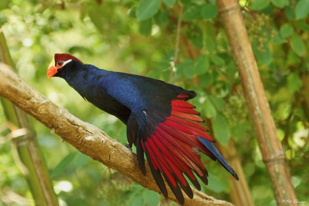 Violet Turaco Diet