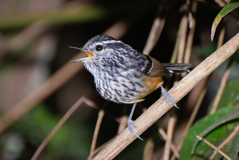 Drymophila striaticeps