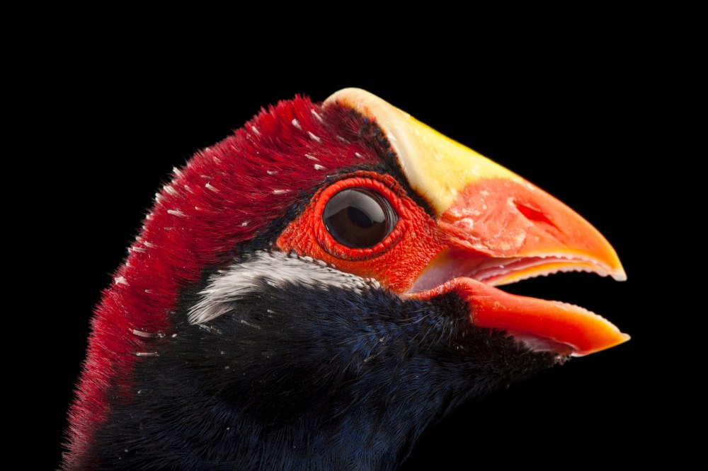 Violet Turaco Diet