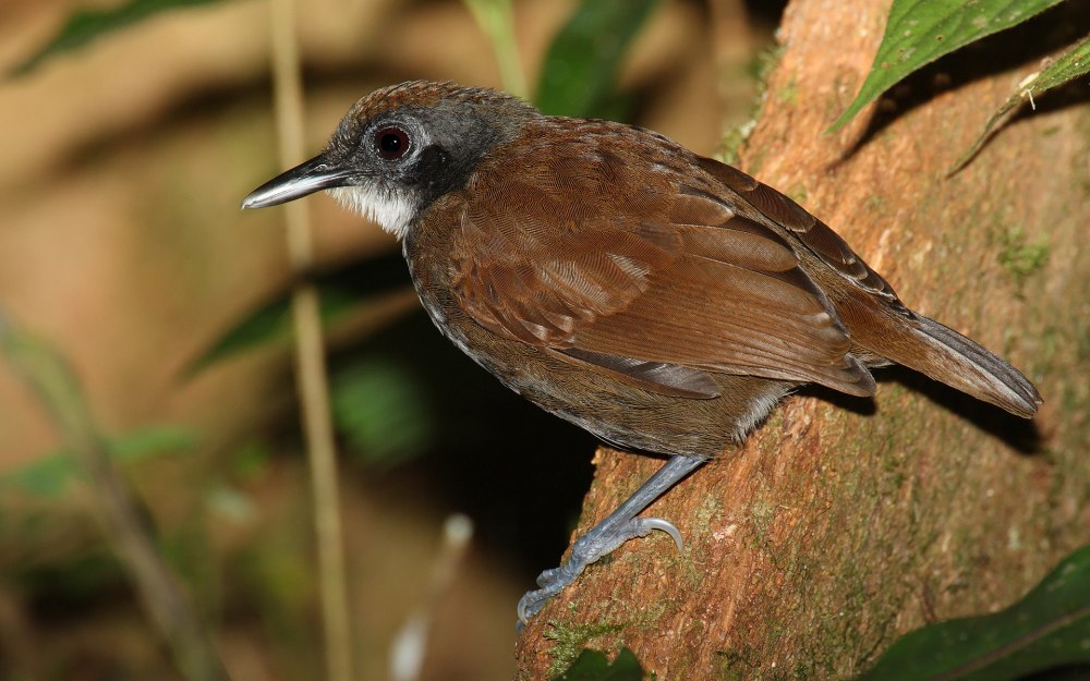 Grallaria rufocinerea