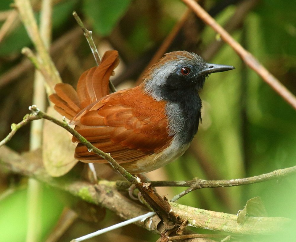 White-bellied Cinclodes