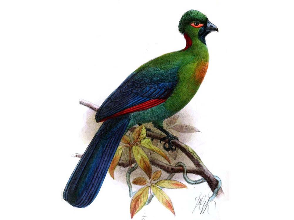 Ruwenzorornis johnstoni